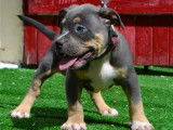 Chiot American Bully pocket à vendre