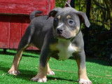 Chiot American Bully pocket à vendre