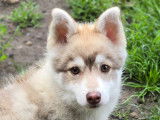 Chiot Pomsky F3 à vendre
