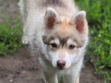 Chiot Pomsky F3 à vendre