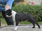 Chiots Boston Terrier à vendre