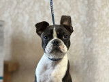 Chiots Boston Terrier à vendre
