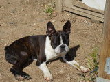 Chiots Boston Terrier à vendre