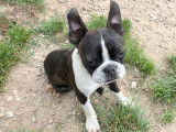 Chiots Boston Terrier à vendre