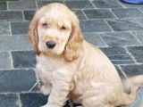 Chiots Cocker Anglais à vendre