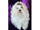 Mâle Bichon Maltais LOF disponible pour la saillie