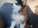 Chiots Pomsky F3+ à vendre
