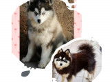Chiots Pomsky F3+ à vendre
