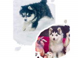 Chiots Pomsky F3+ à vendre
