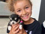 Chiots Pomsky F3+ à vendre