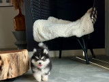 Chiots Pomsky F3+ à vendre