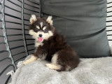 Chiots Pomsky F3+ à vendre