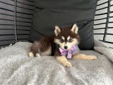 Chiots Pomsky F3+ à vendre