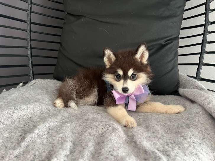 Chiots Pomsky F3+ à vendre