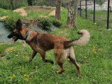Mâle Berger Belge Malinois disponible pour saillie