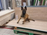 Mâle Berger Belge Malinois disponible pour saillie