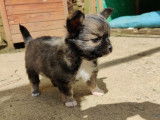 Chiots Chihuahua LOF à poil long à vendre