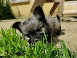 Chiots Chihuahua LOF à poil long à vendre