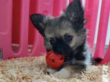 Chiots Chihuahua LOF à poil long à vendre