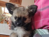 Chiots Chihuahua LOF à poil long à vendre