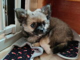 Chiots Chihuahua LOF à poil long à vendre