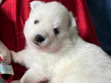 Chiots Spitz Japonais LOF à vendre