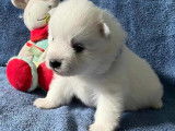 Chiots Spitz Japonais LOF à vendre