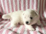 Chiots Spitz Japonais LOF à vendre