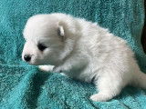 Chiots Spitz Japonais LOF à vendre
