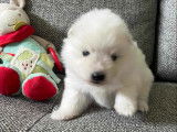 Chiots Spitz Japonais LOF à vendre