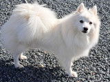 Chiots Spitz Japonais LOF à vendre