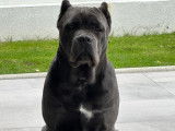 Mâle Cane Corso exceptionnel disponible pour saillie