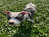 Mâle American Staffordshire Terrier disponible pour saillie