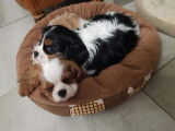 Adorables chiots Cavalier King Charles à vedre