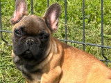 Un chiot femelle Bouledogue Français rouge fauve LOF à la vente