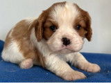 &Agrave; r&eacute;server : 2 chiots femelles Cavaliers King Charles LOF &agrave; la robe blenheim