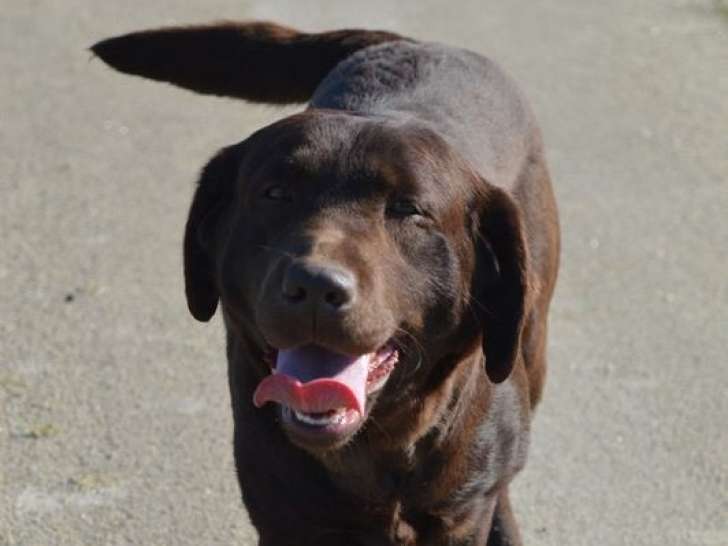 Une chienne Labrador Retriever de 5 ans disponible à la vente