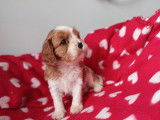 À réserver : 2 chiots Cavaliers King Charles blenheim LOF