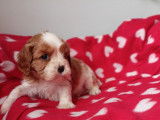 À réserver : 2 chiots Cavaliers King Charles blenheim LOF