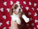 À réserver : 2 chiots Cavaliers King Charles blenheim LOF