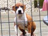 Un chiot Amstaff bicolore disponible à la vente (LOF)