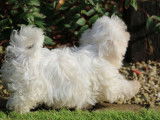 Un chiot mâle Bichon Maltais LOF blanc à vendre