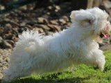 Un chiot mâle Bichon Maltais LOF blanc à vendre