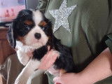À réserver : un chiot mâle Cavalier King Charles LOF tricolore