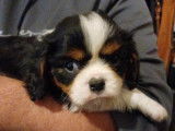 À réserver : un chiot mâle Cavalier King Charles LOF tricolore
