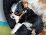 À réserver : un chiot mâle Cavalier King Charles LOF tricolore