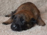 Chiots Berger Belge Malinois LOF &agrave; vendre