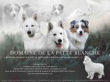Magnifique chiots Berger Blanc Suisse à réserver