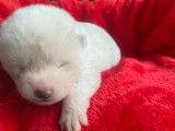 Chiots Akita Inu LOF à vendre