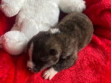 Chiots Akita Inu LOF à vendre